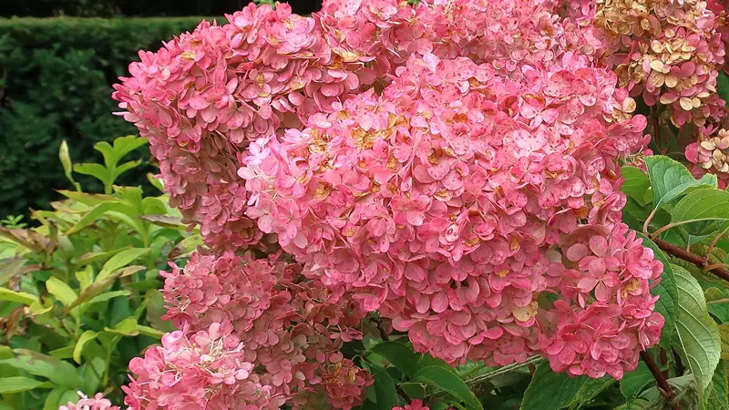 Vanilla Strawberry hydrangea (Hydrangea paniculata 'Renhy') with cone-shaped blooms