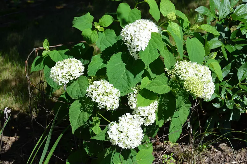 Incrediball hydrangea with large round white blooms