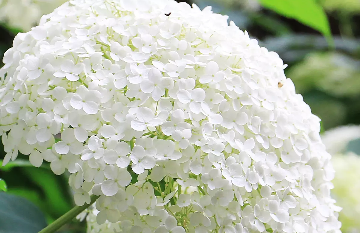 Hydrangea arborescens (Smooth Hydrangea)