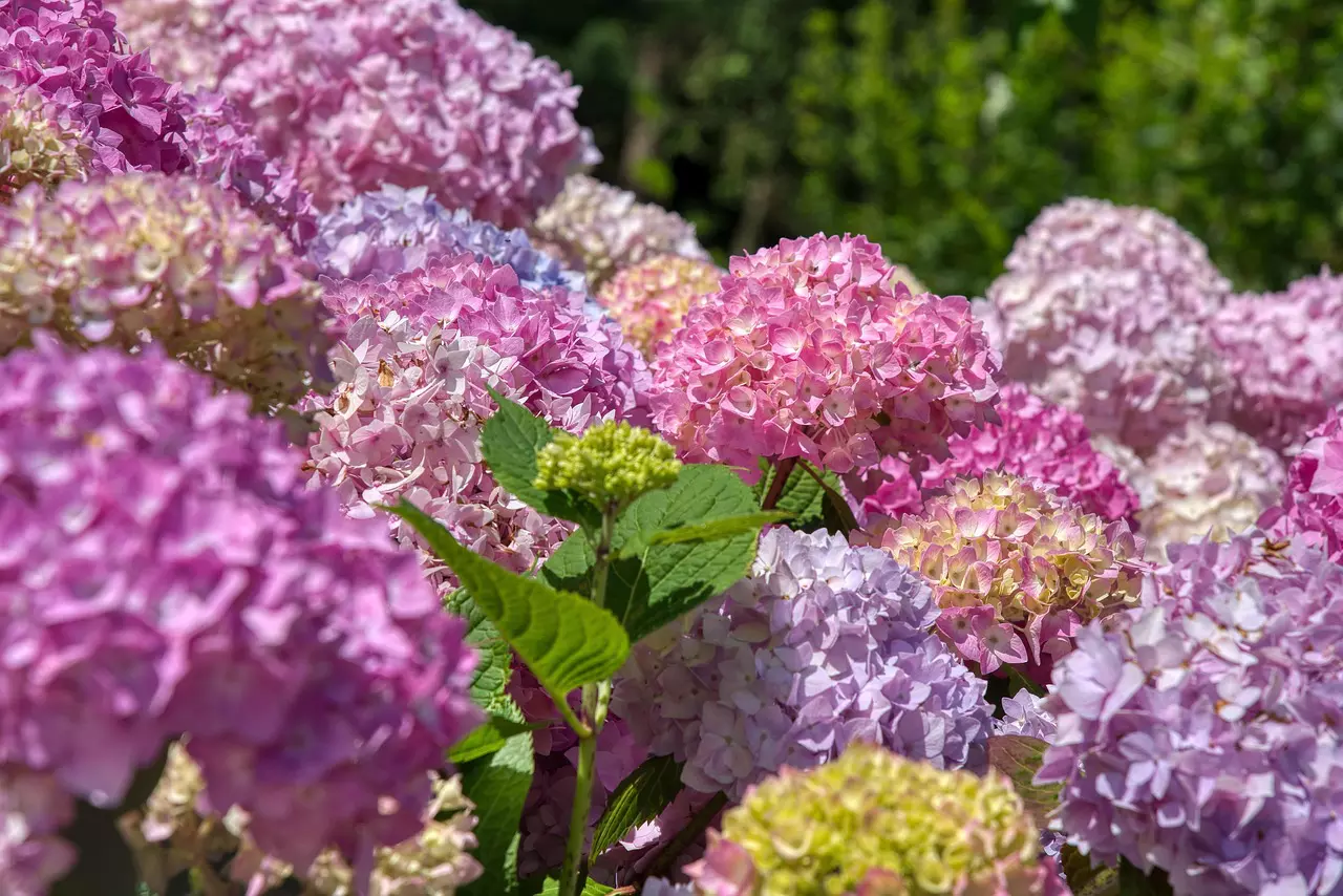 Beautiful blooming hydrangeas in shades of pink and lilac thriving in a sunny Zone 6 garden