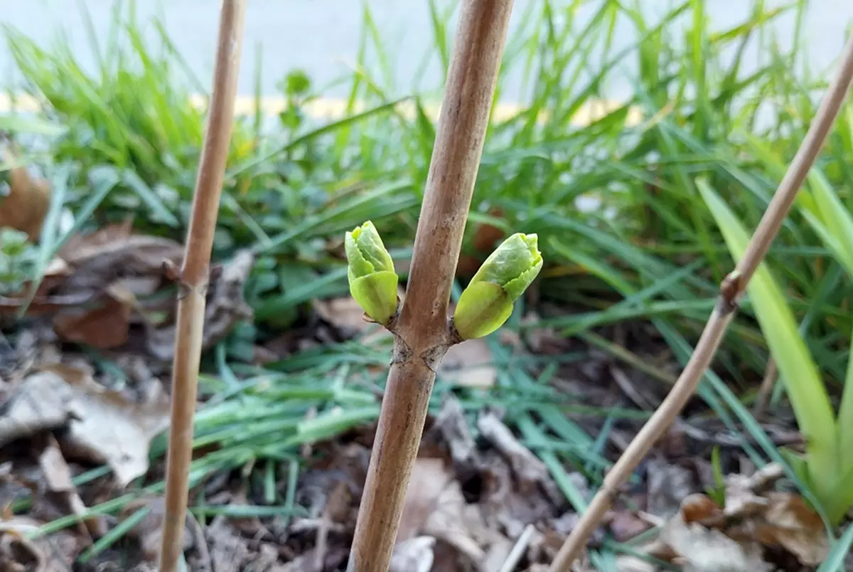 Close-up of green hydrangea buds before leaf emergence