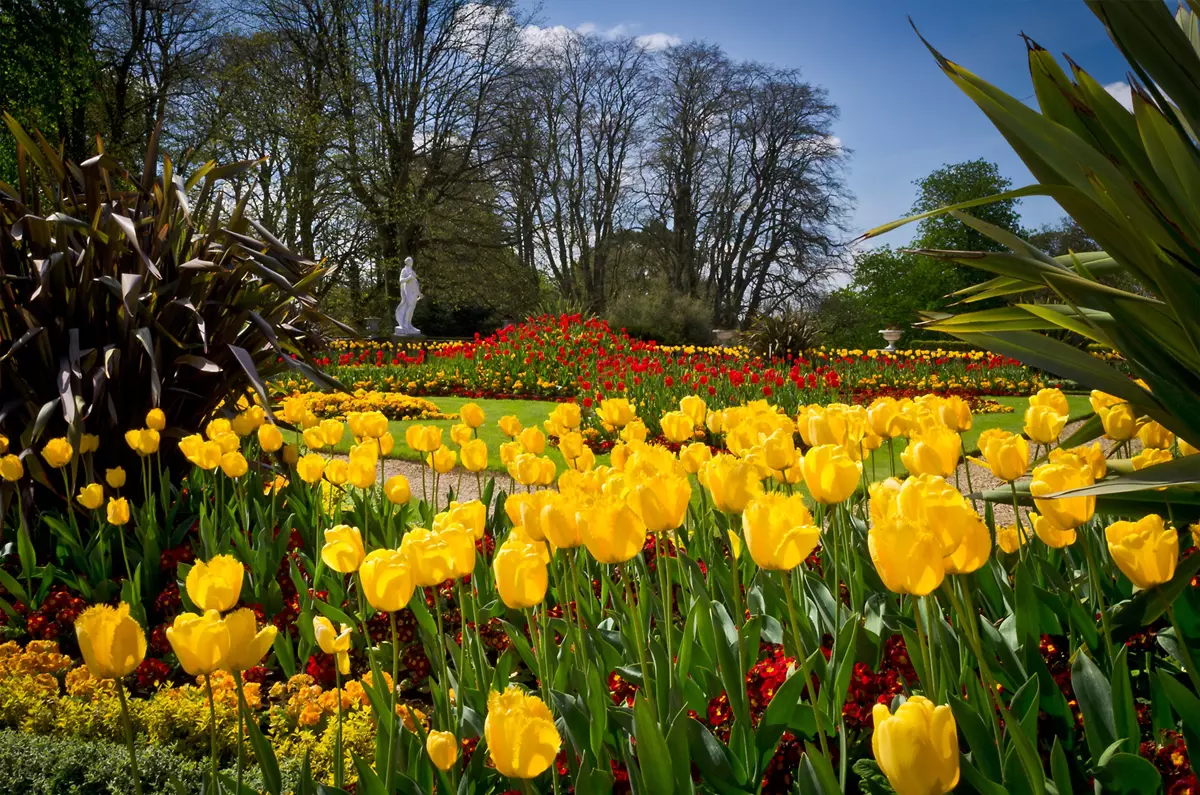 Colourful UK garden filled with vibrant yellow and red tulips in full bloom.