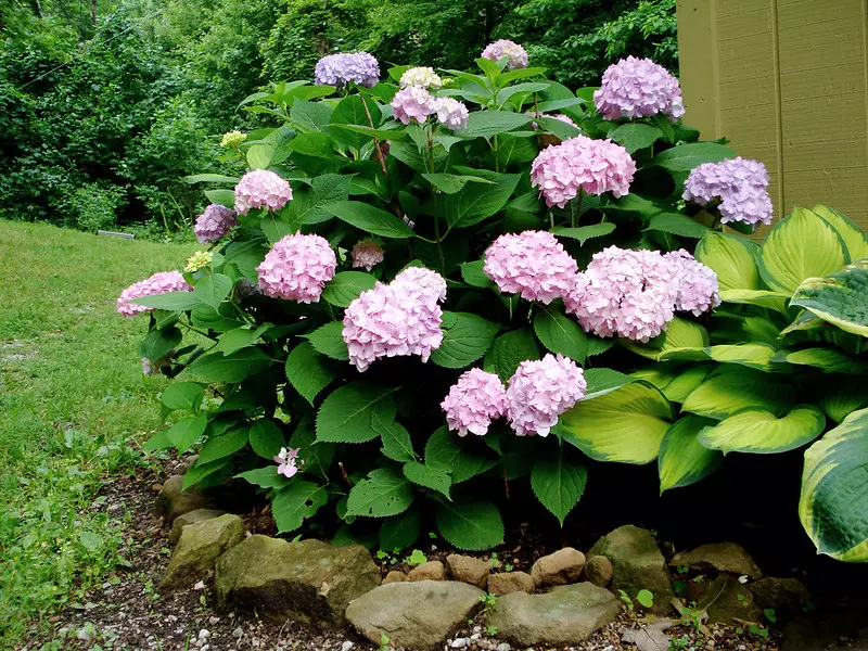 Hydrangea macrophylla 'Endless Summer' with blue-purple blooms