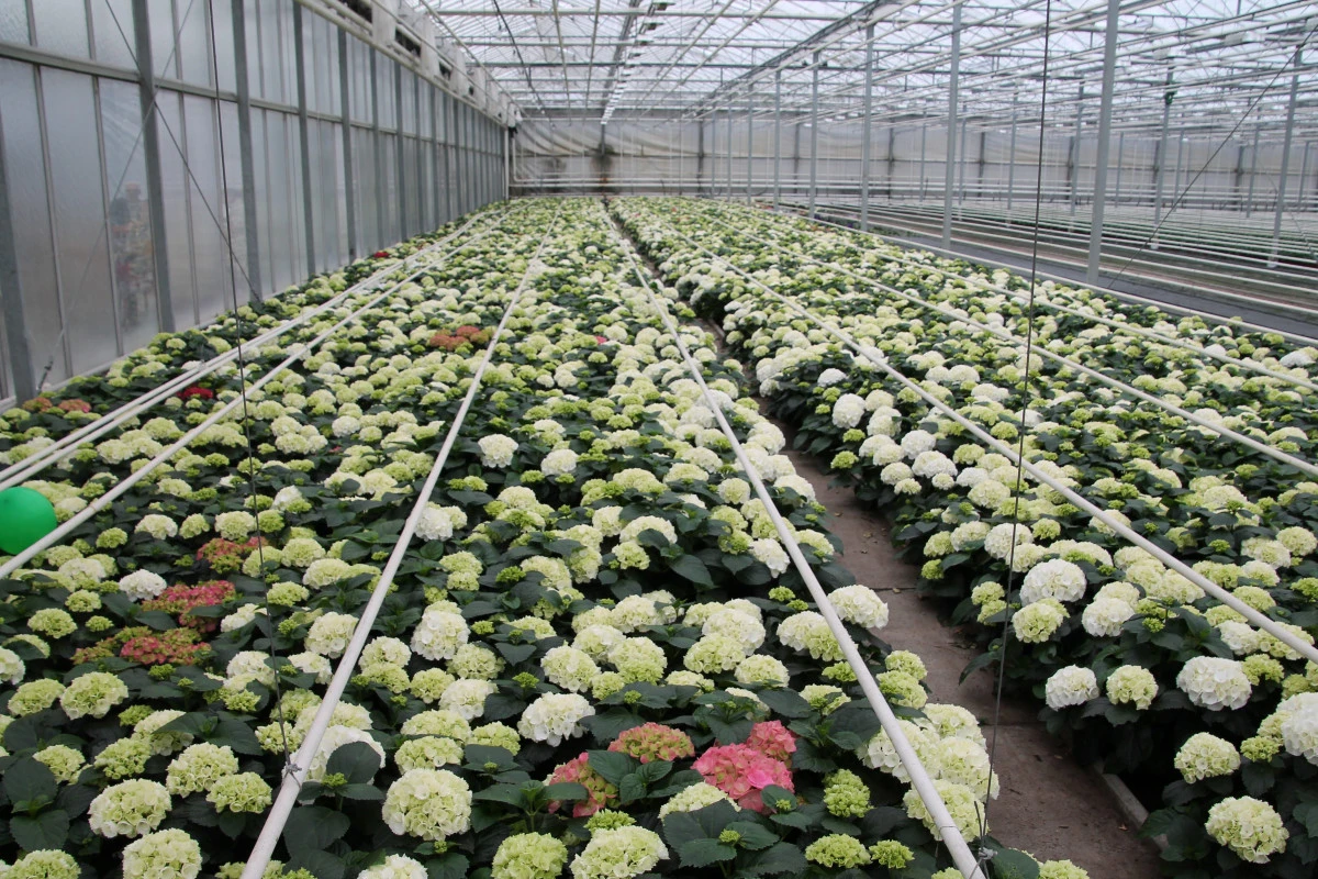 White and pink potted hydrangeas inside a UK garden centre polytunnel