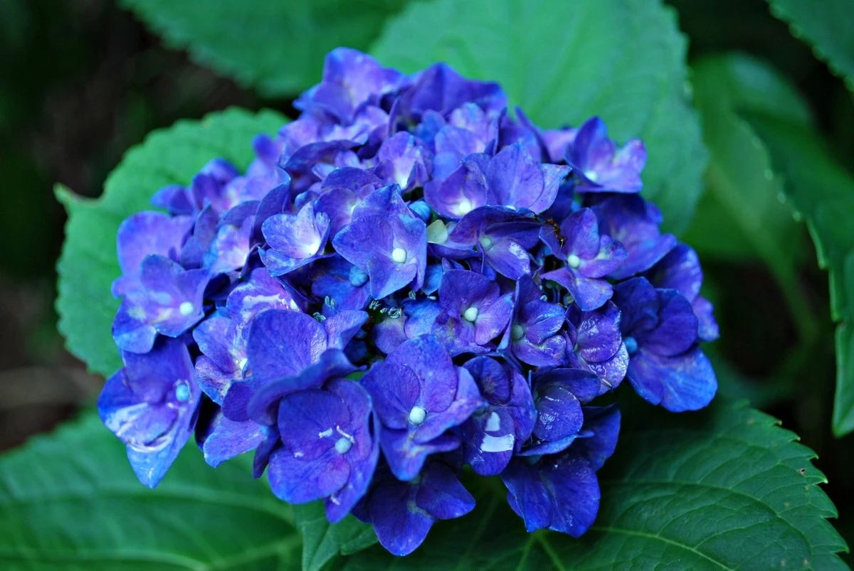 Deep blue hydrangea in an Irish garden with lush green foliage