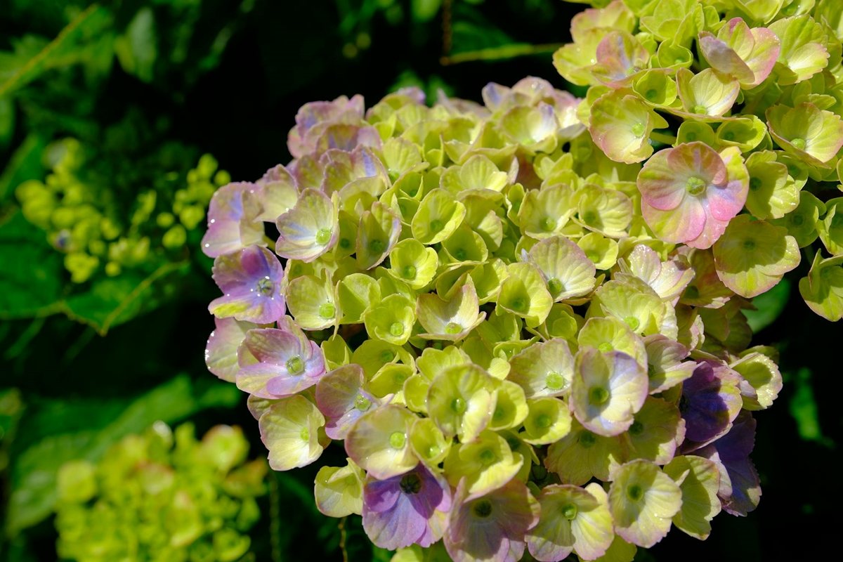 Beautiful green hydrangea in Wales