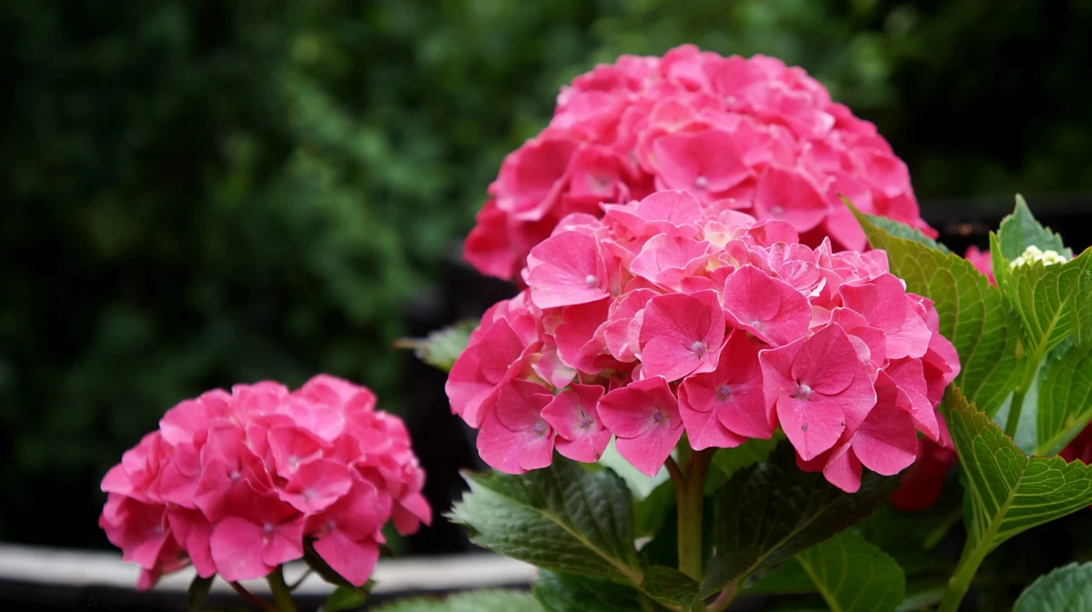 Deep pink hydrangea with stunning blooms