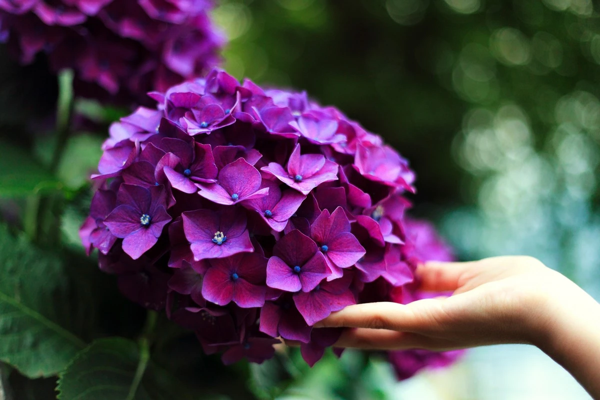 Deep purple hydrangea held by a woman's hand  -  common hydrangea mistakes and care tips