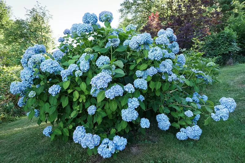 Hydrangea macrophylla 'Nikko Blue' blooming with blue flower clusters