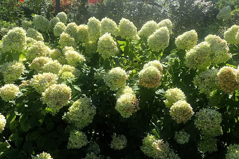 Hydrangea paniculata 'Limelight' with lime-green panicle blooms