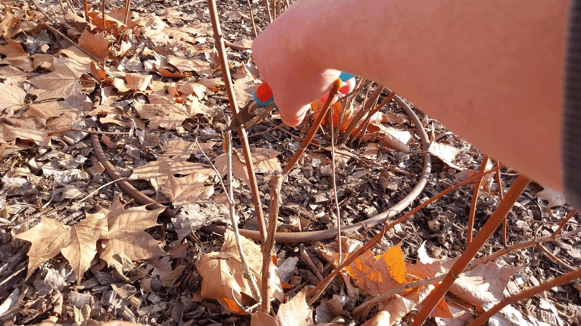 Pruning a Hydrangea plant to take cuttings, making a clean cut to ensure strong, viable propagation material.