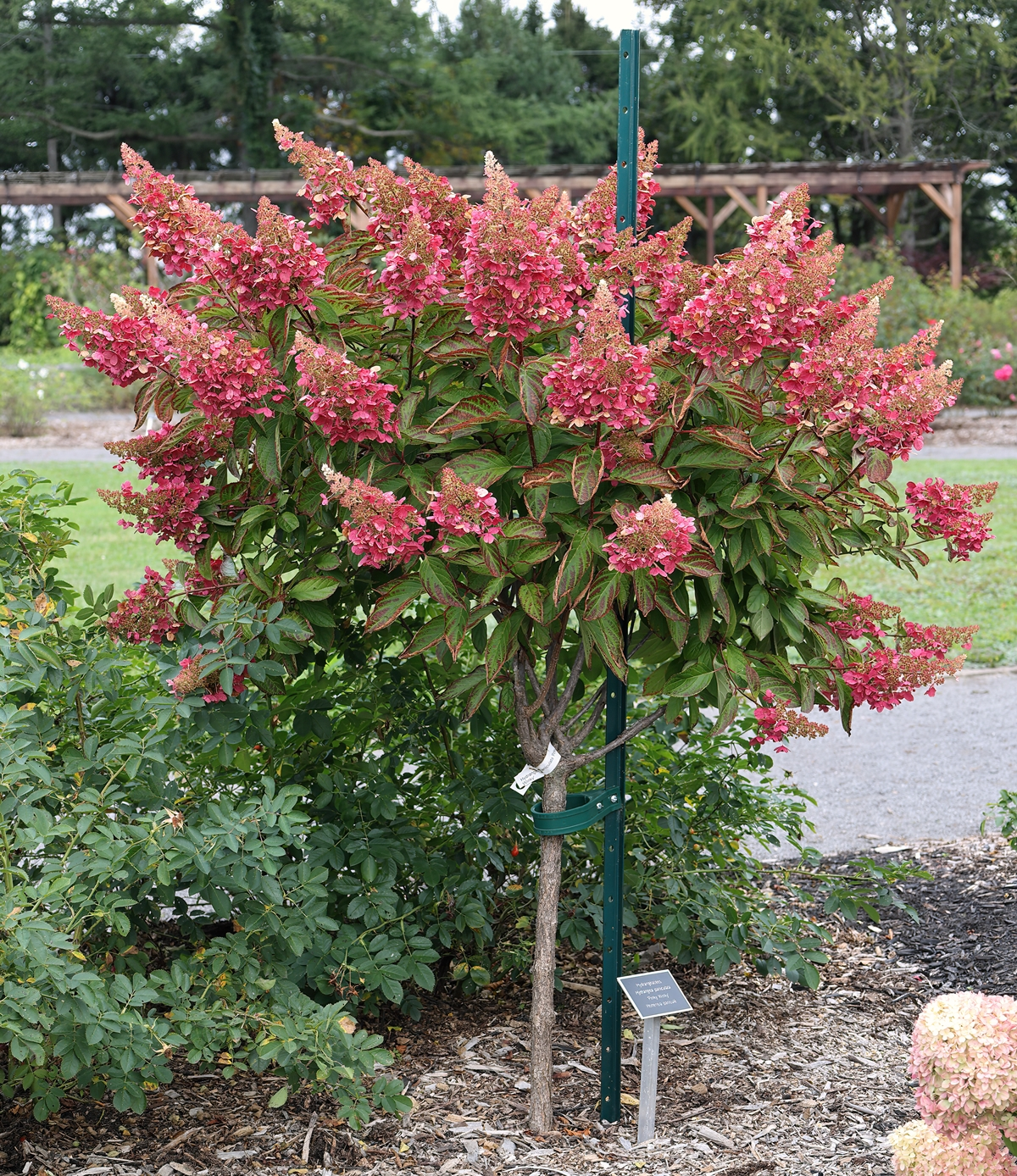 Hydrangea paniculata 'Pinky Winky' flowering shrub at Roger-Van den Hende Botanical Garden, Quebec