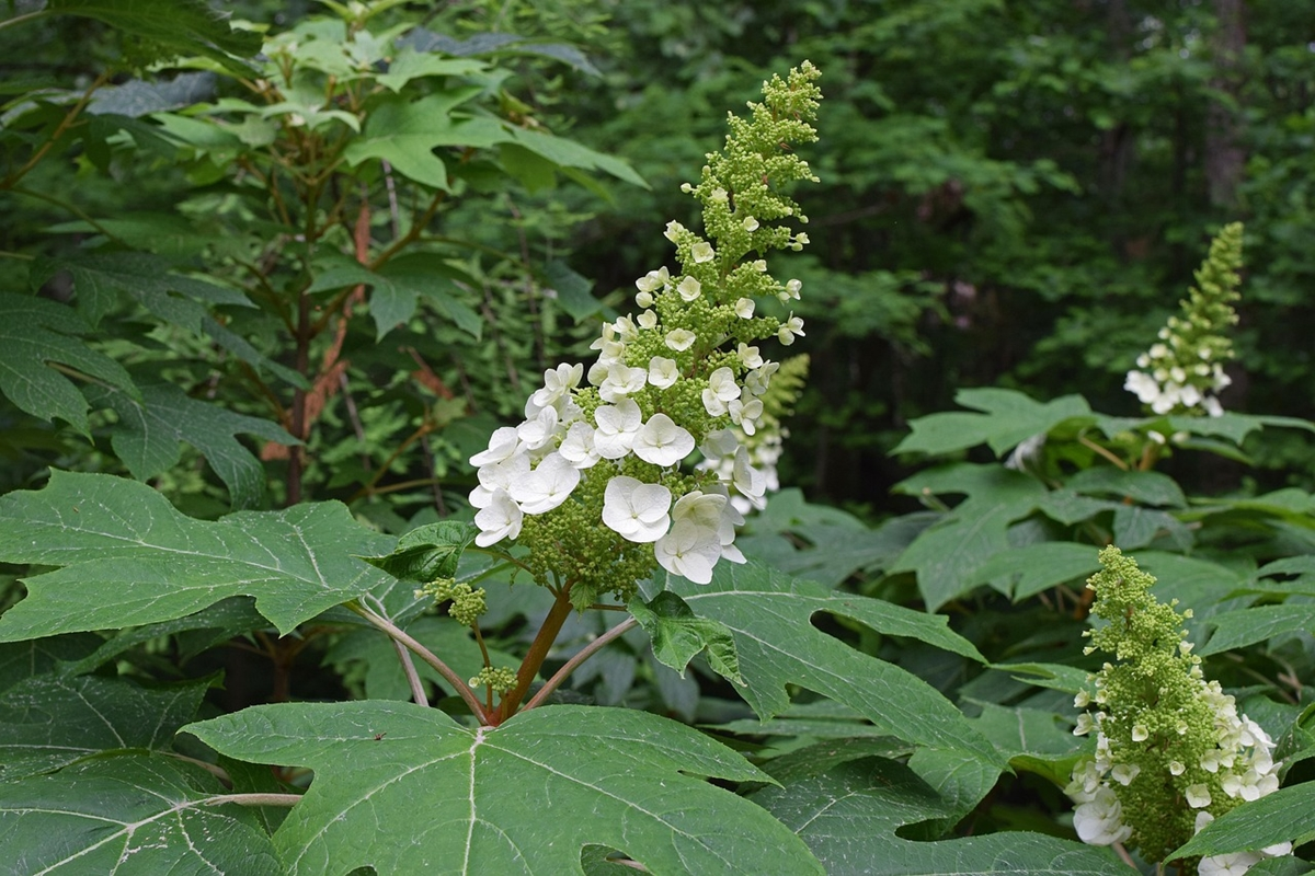 Large oakleaf hydrangea (Hydrangea quercifolia) with its companion plants