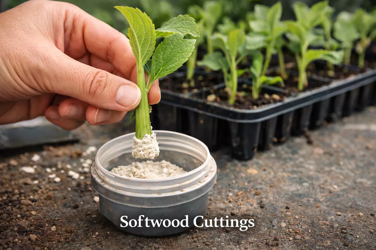 Softwood cutting of oakleaf hydrangea dipped in rooting hormone before potting