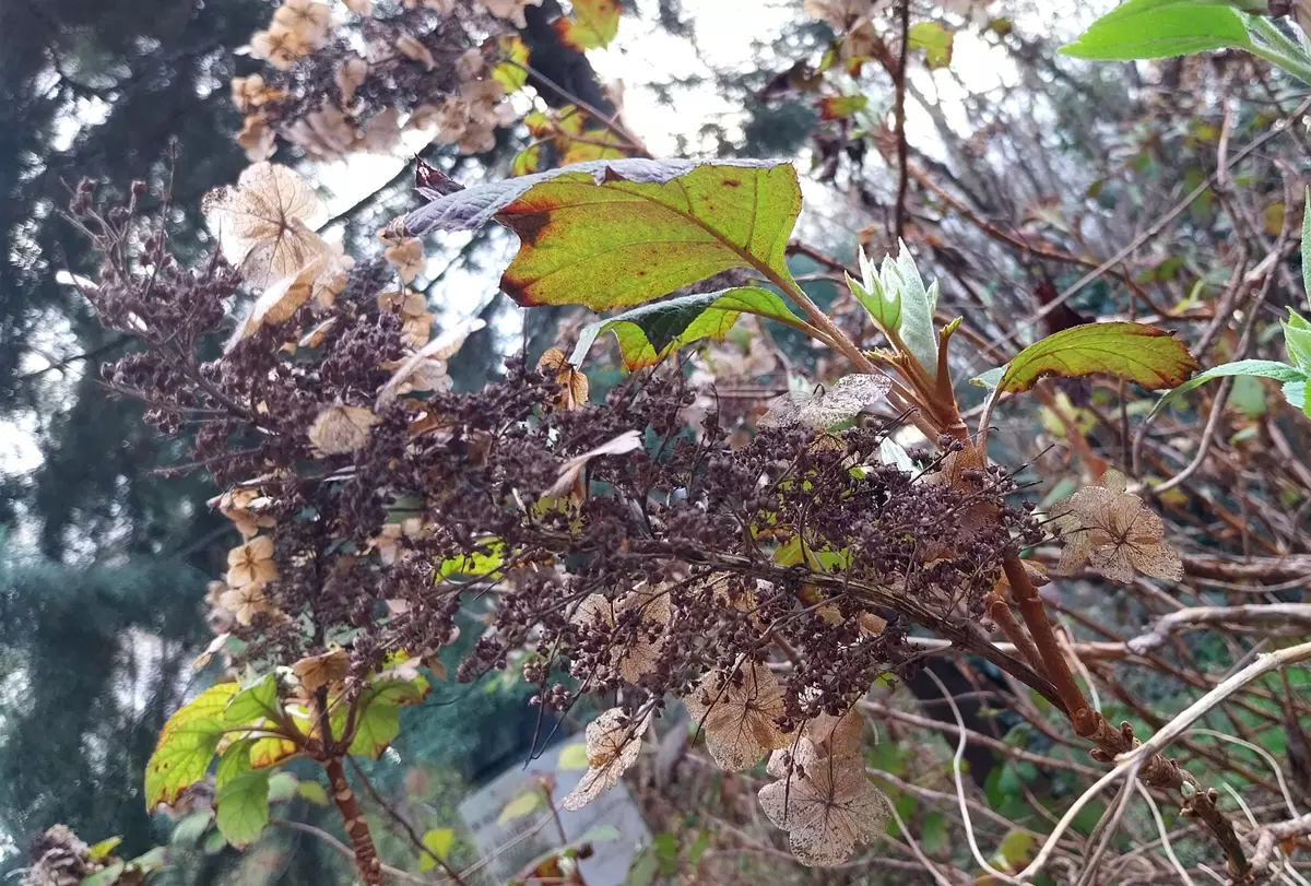 Oakleaf hydrangea (Hydrangea quercifolia) in spring with fresh green shoots and no signs of pruning