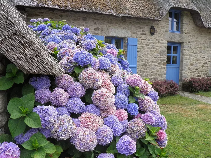 The Tallest Hydrangea