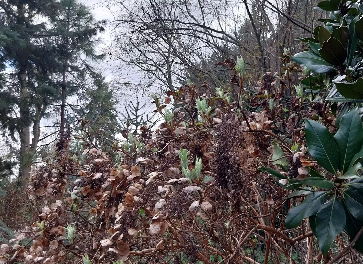Oakleaf hydrangea in early spring with fresh green shoots and dried flowers