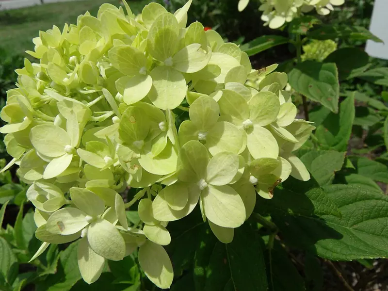 Little Lime hydrangea (compact panicle hydrangea) with lime-green blooms
