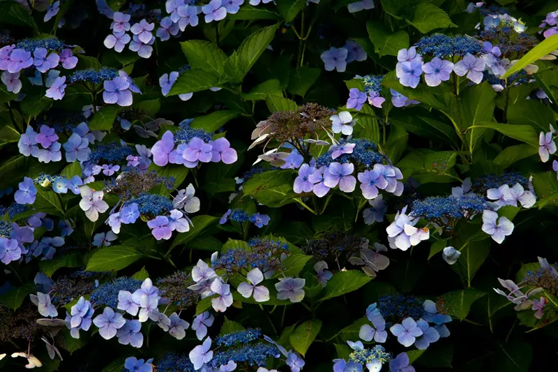 Hydrangea macrophylla 'Twist and Shout' lacecap flowers close-up