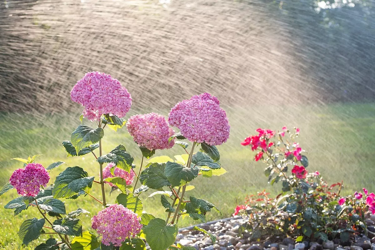 Pink hydrangeas being watered in a garden with a soaker hose, ensuring deep root hydration.